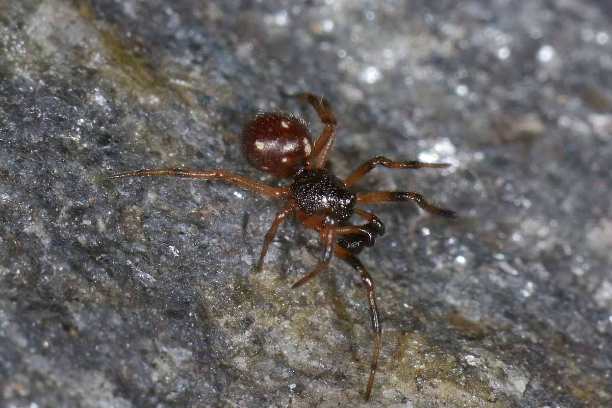 Coppietta di Crustulina sp. - Avigliana (TO)
